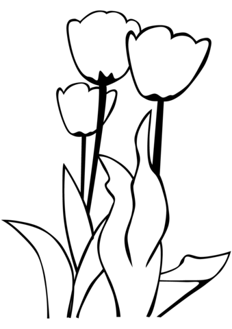 Gambar Tulip
