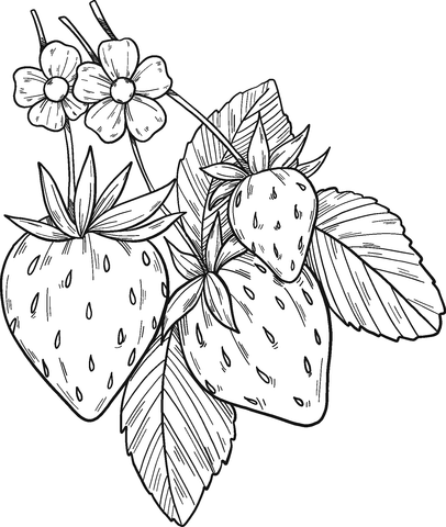 Strawberry Pohonnya