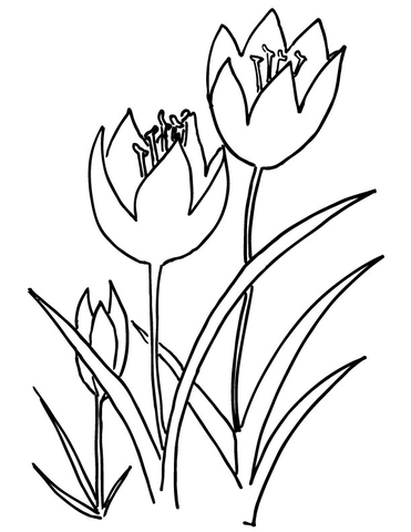 Tulip 2