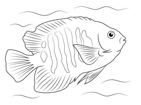 ikan