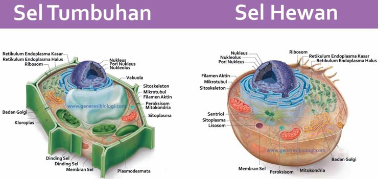 Gambar Sel Hewan dan Tumbuhan