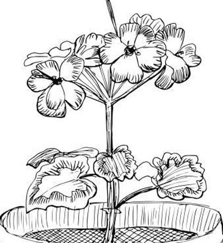 10. Gambar Bunga Geranium