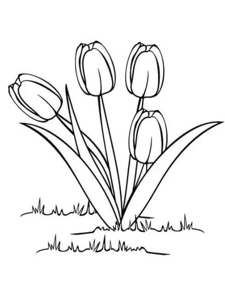 3. Gambar Bunga Tulip