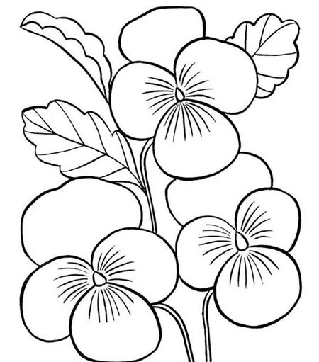 8. Gambar Bunga Anggrek